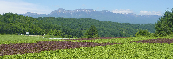 八ヶ岳と山麓の耕作地の風景