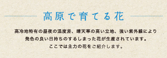 高原で育てる花：高冷地特有の昼夜の温度差、晴天率の高い立地、強い紫外線により発色の良い日持ちのするしまった花が生産されています。ここでは主力の花を紹介ごします。